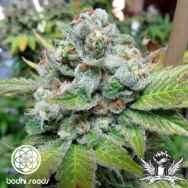 Bodhi Seeds Isaac Haze